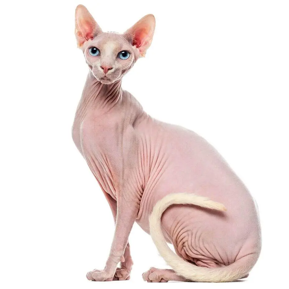 Gato egipcio o Sphynx